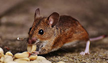 24 Hour & Emergency Exterminators in Bowmansdale, PA